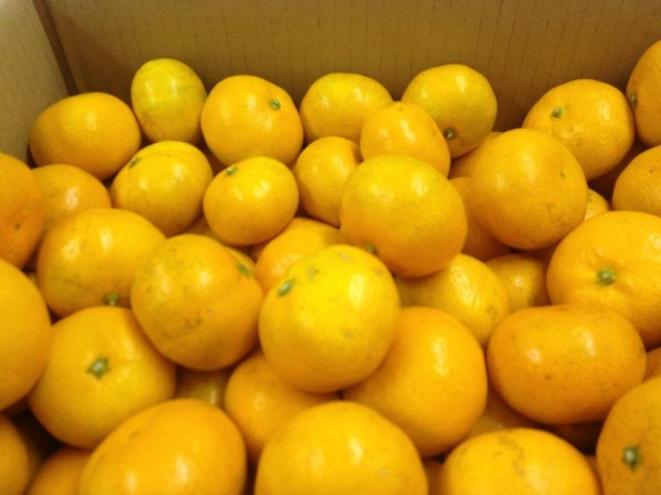 みかん屋いとう